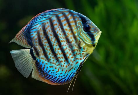 discus fish price philippines|Discus Fish: The Complete Care And Breeding Guide.